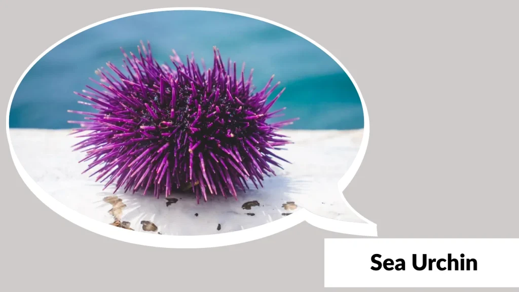 Sea Urchin
