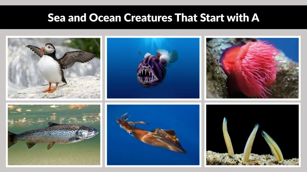 Sea and Ocean Creatures That Start with A