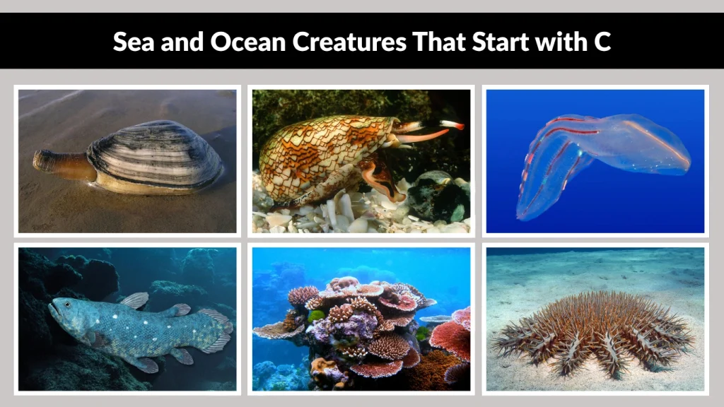 Sea and Ocean Creatures That Start with C