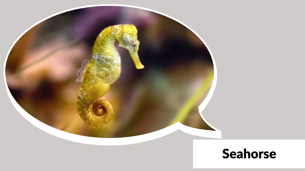 Seahorse