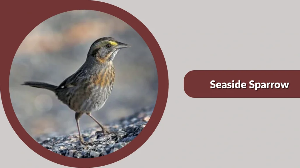 Seaside Sparrow
