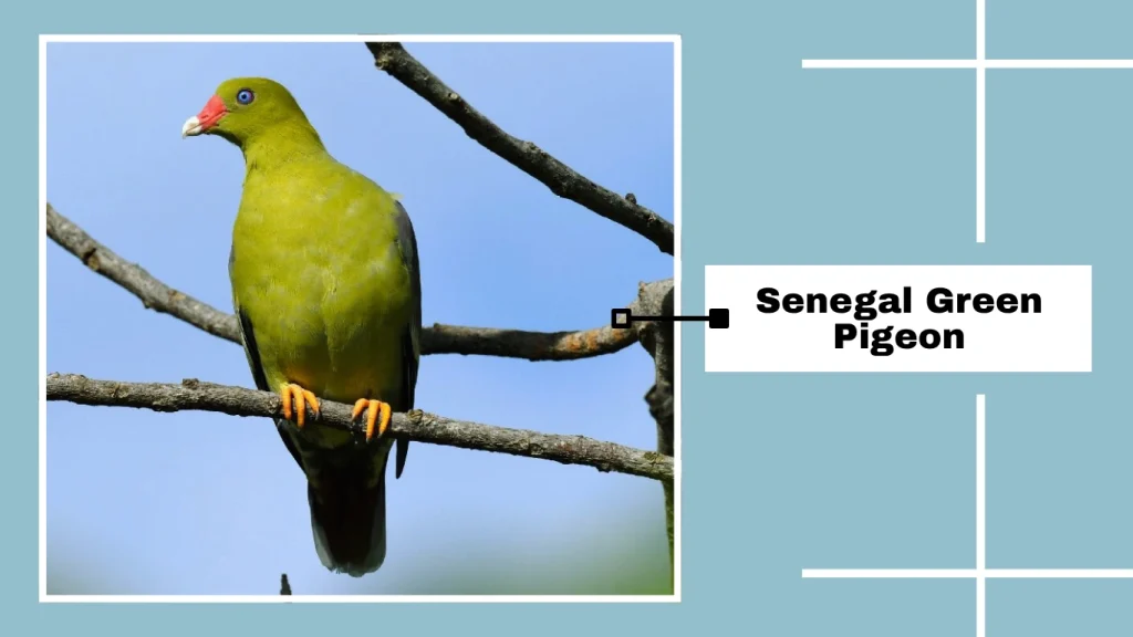 Senegal Green Pigeon