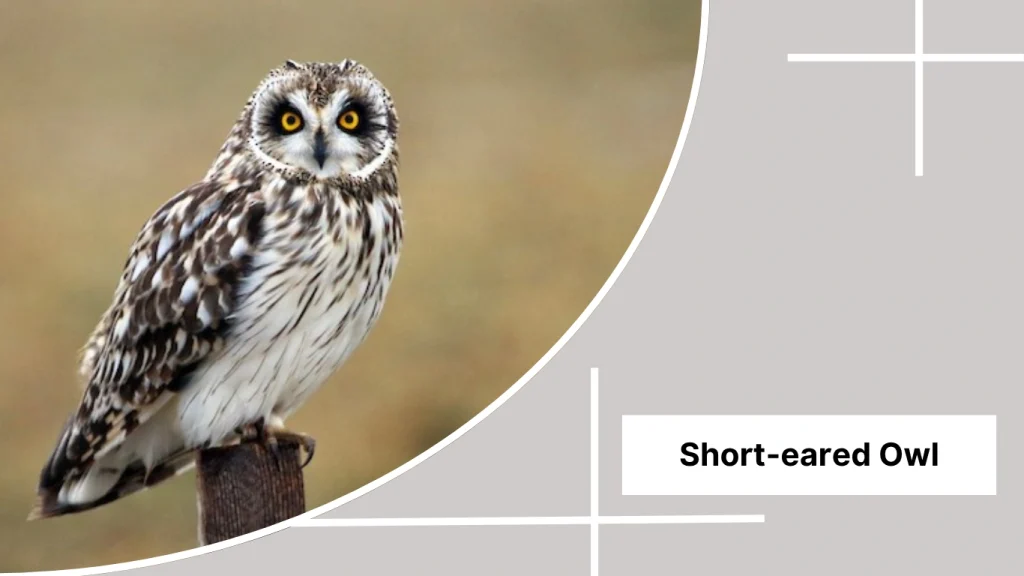 Short-eared Owl