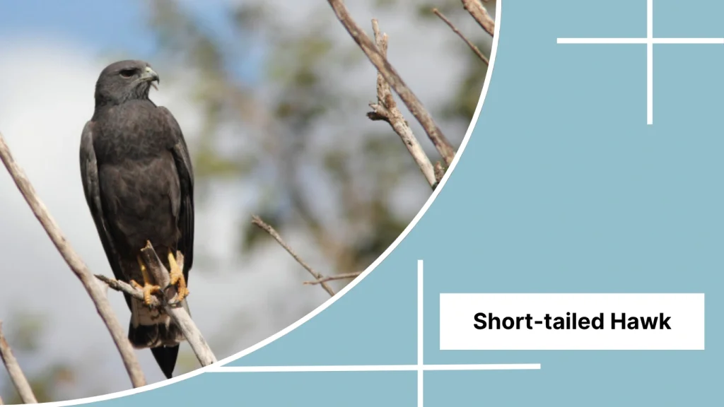 Short-tailed Hawk