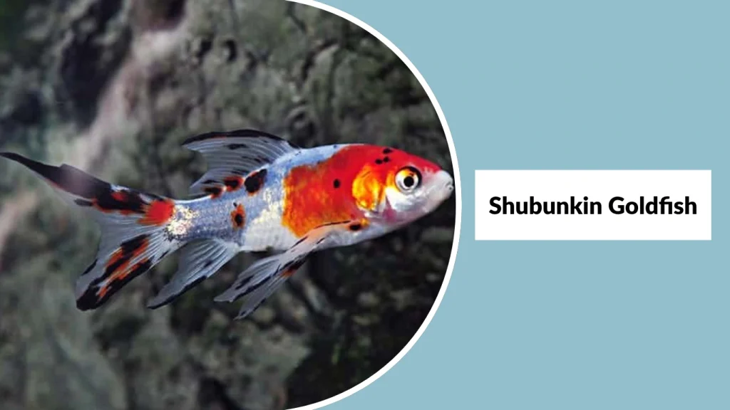 Shubunkin Goldfish