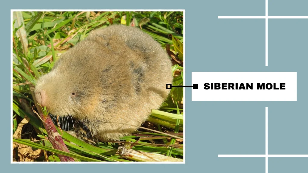 Siberian Mole (Talpa altaica)