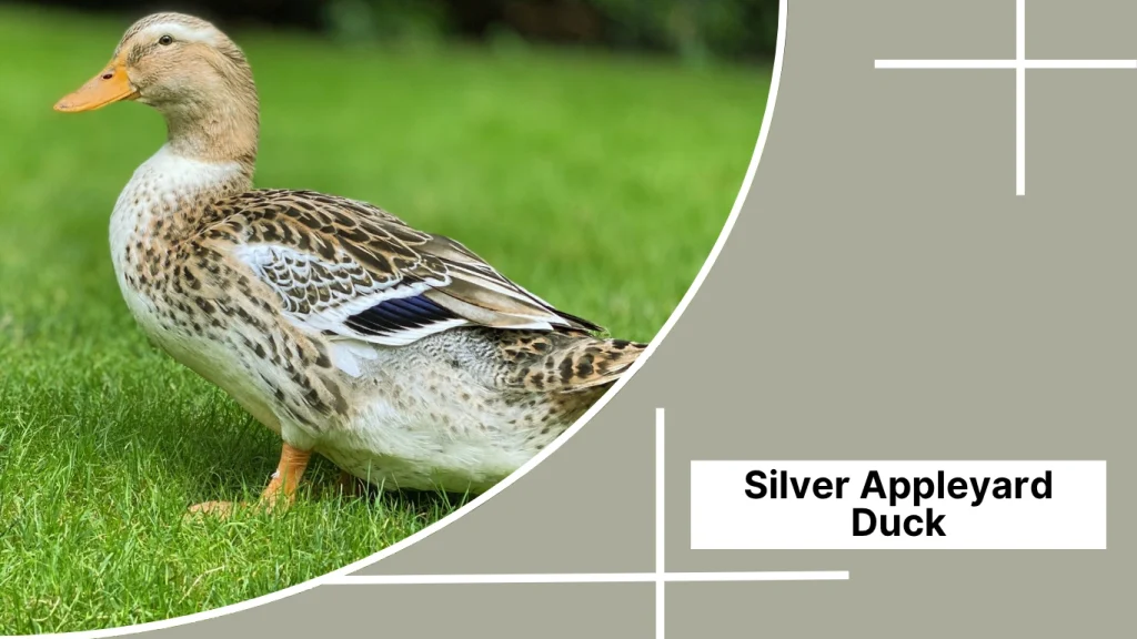 Silver Appleyard Duck