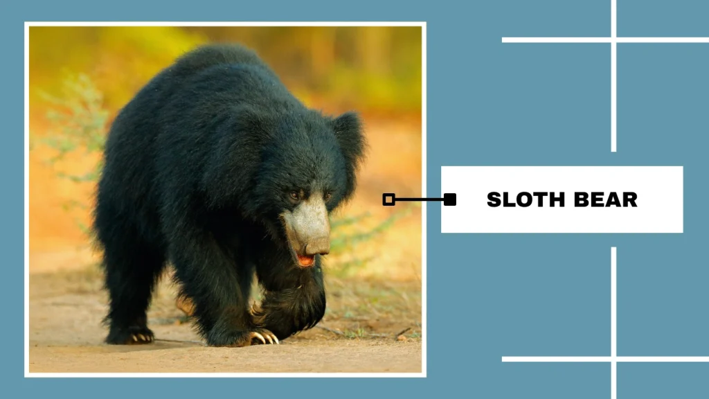 Sloth Bear (Melursus ursinus)