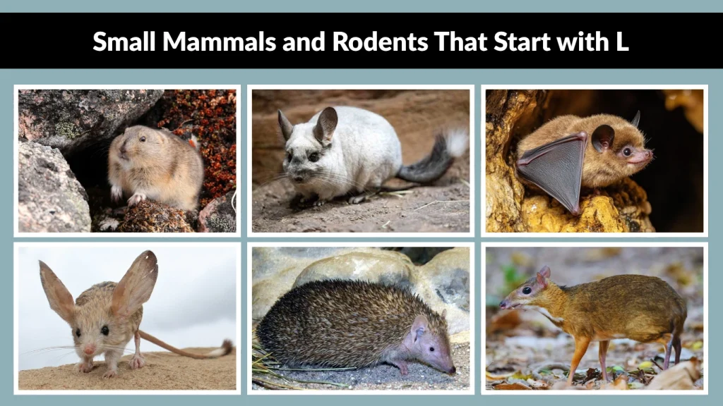Small Mammals and Rodents That Start with L