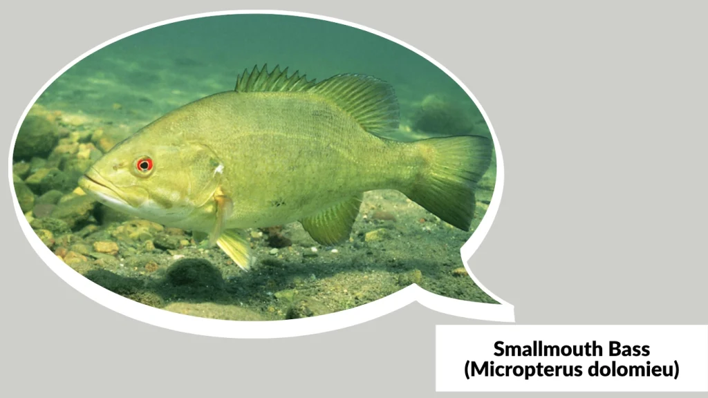 Smallmouth Bass (Micropterus dolomieu)