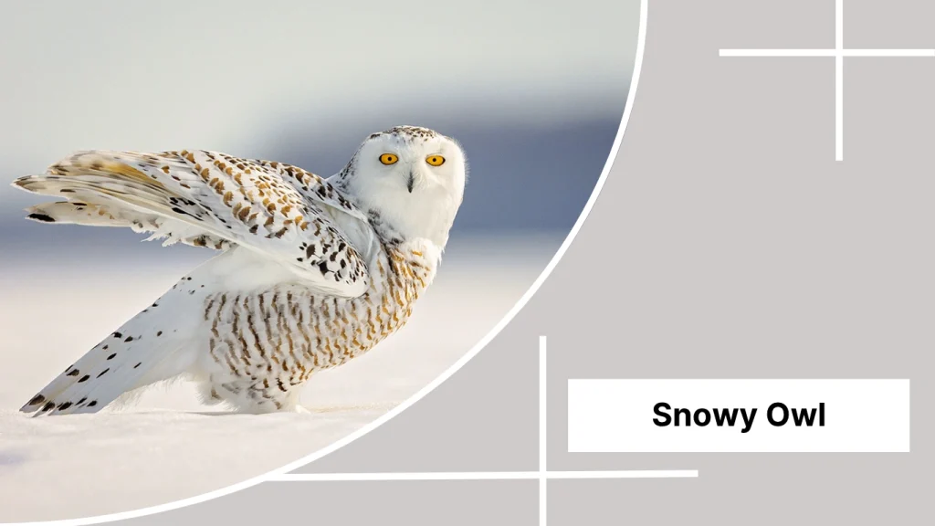 Snowy Owl
