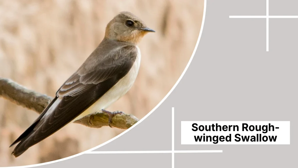 Southern Rough-winged Swallow