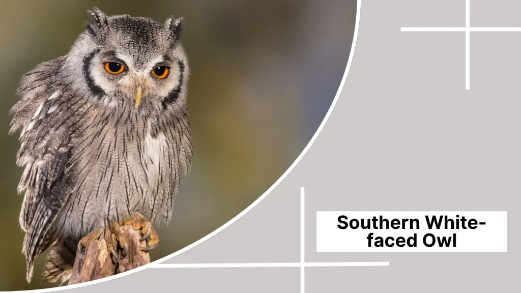 Southern White-faced Owl