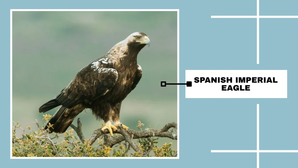 Spanish Imperial Eagle
