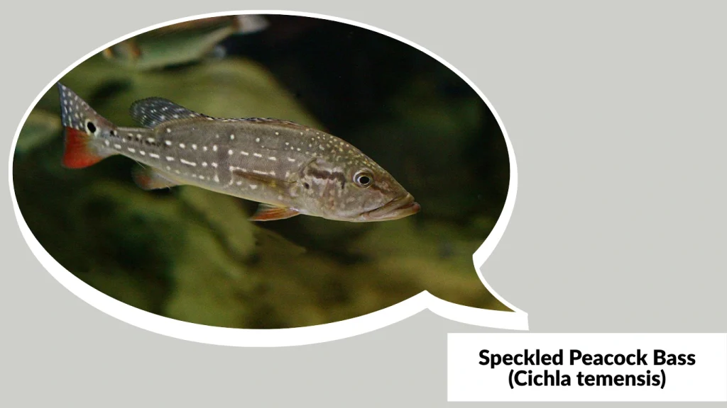 Speckled Peacock Bass (Cichla temensis)