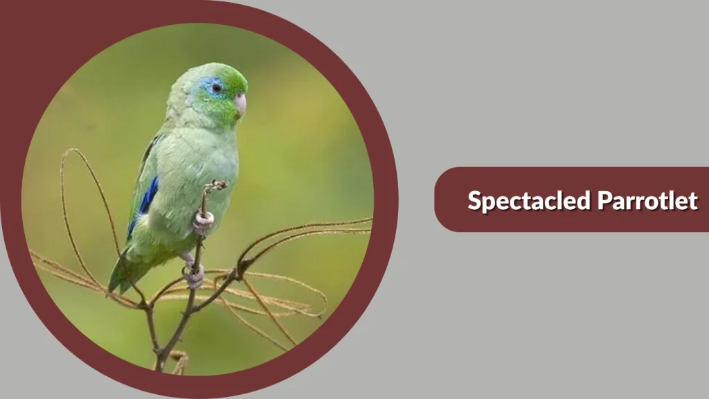 Spectacled Parrotlet