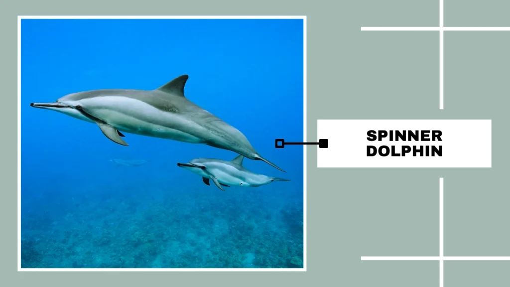 Spinner Dolphin (Stenella longirostris)