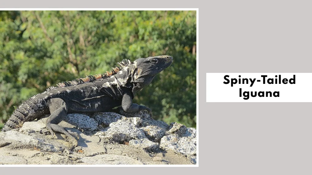 Spiny-Tailed Iguana