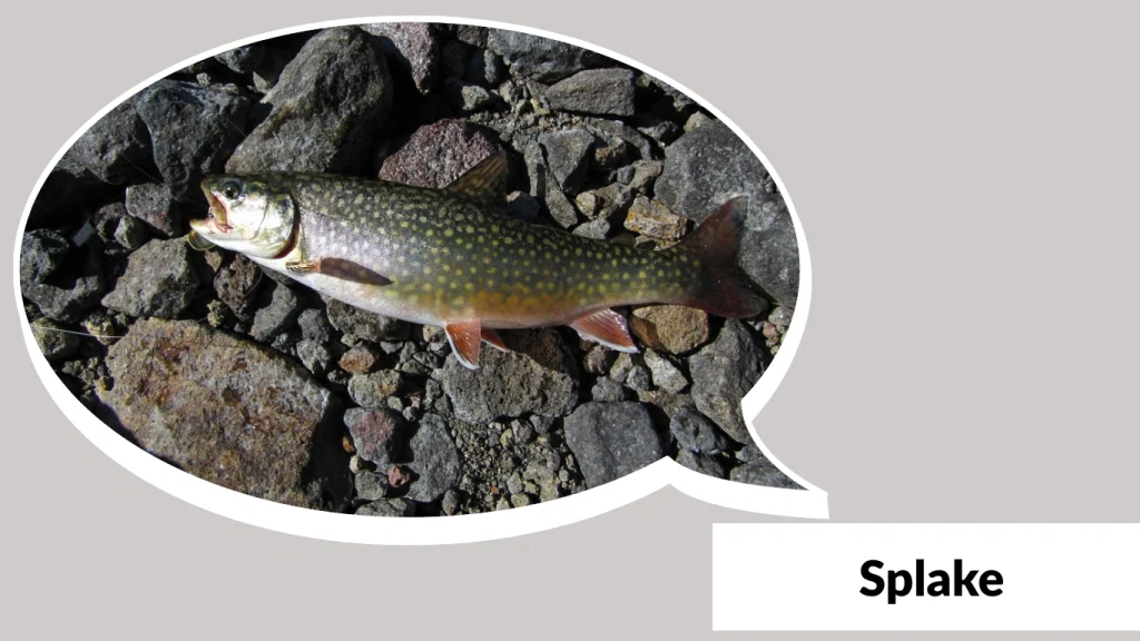 Splake
