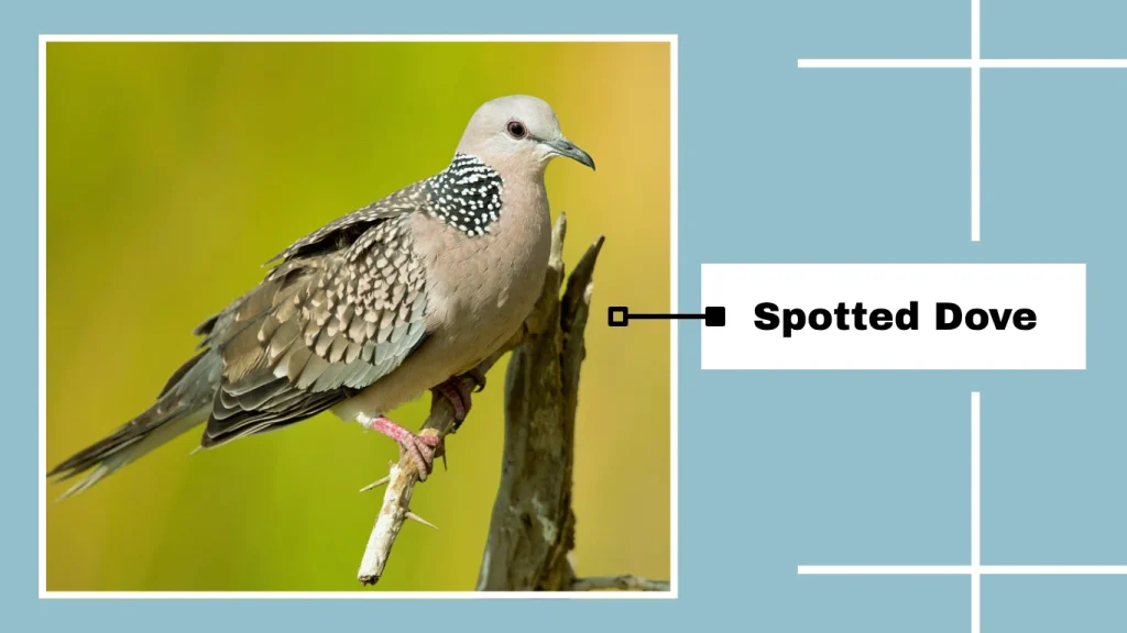 Spotted Dove
