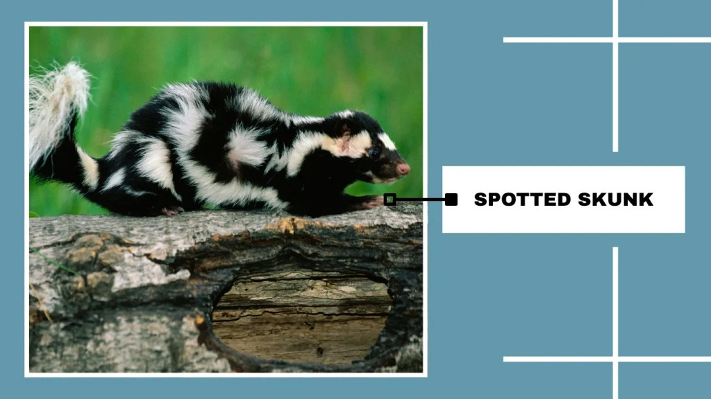 Spotted Skunk (Spilogale putorius)