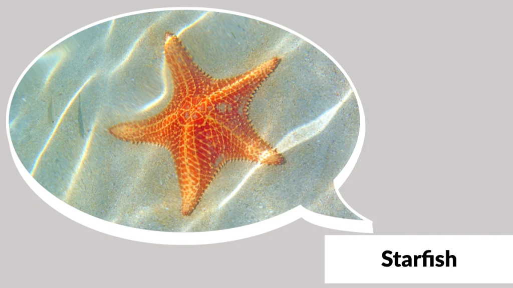 Starfish