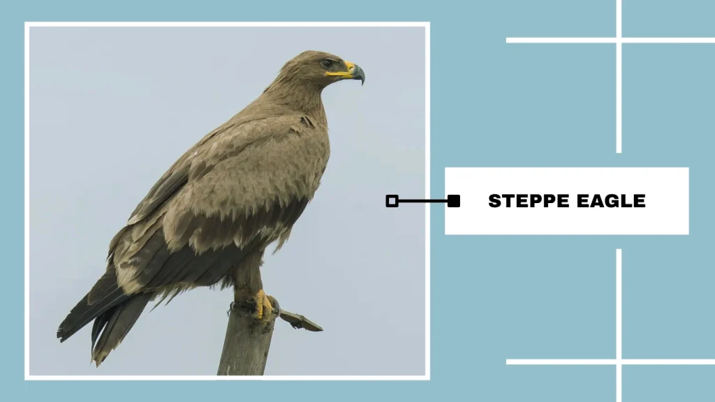 Steppe Eagle