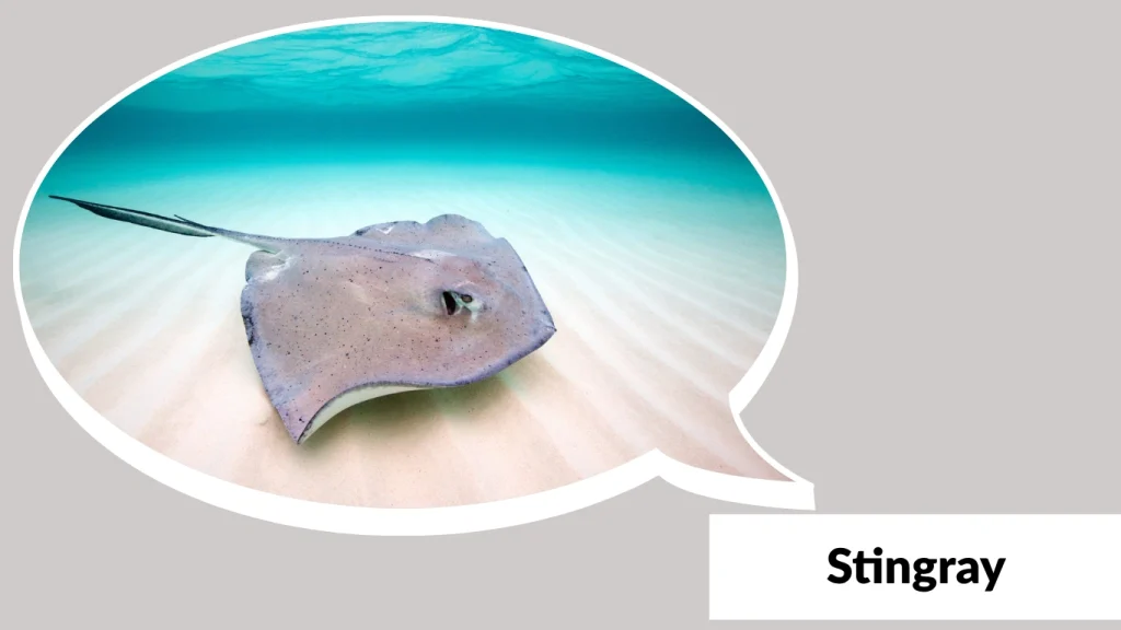 Stingray