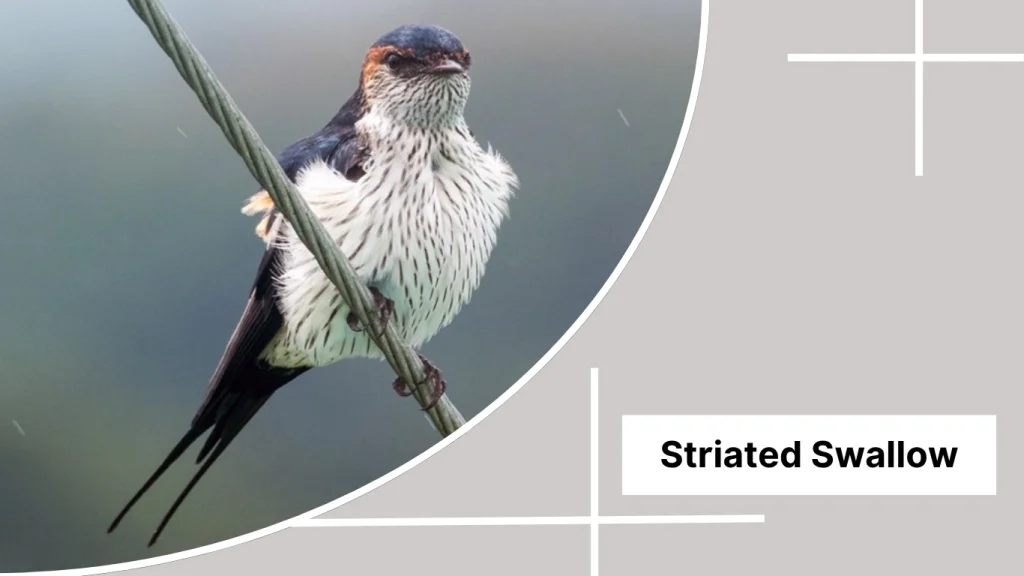 Striated Swallow