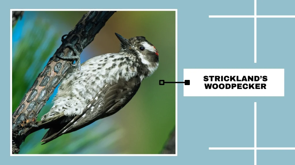 Strickland’s Woodpecker