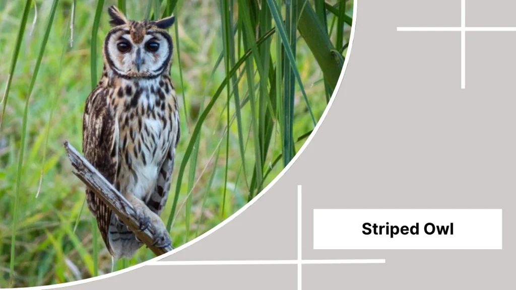Striped Owl