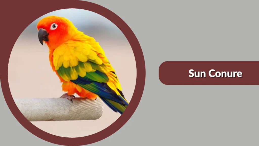 Sun Conure