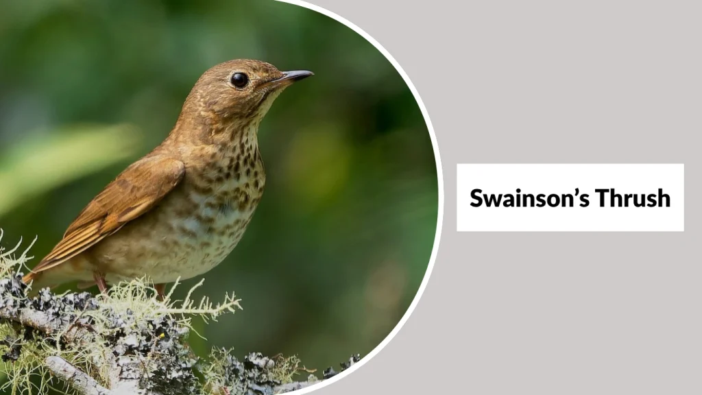 Swainson’s Thrush