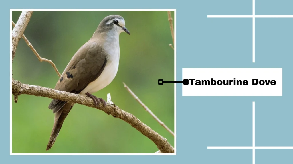 Tambourine Dove