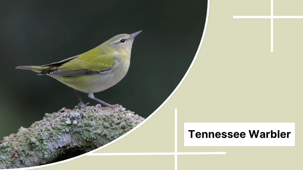 Tennessee Warbler