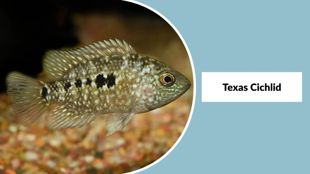 Texas Cichlid