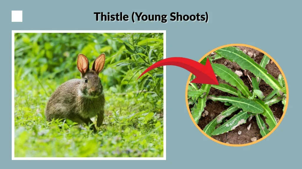 Thistle (Young Shoots)
