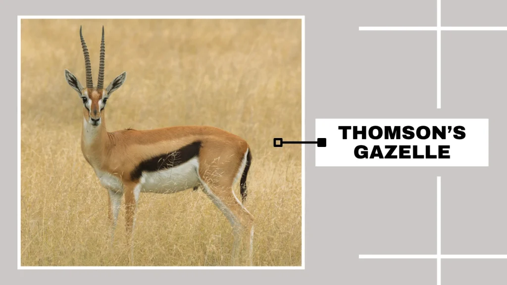 Thomson’s Gazelle (Eudorcas thomsonii)