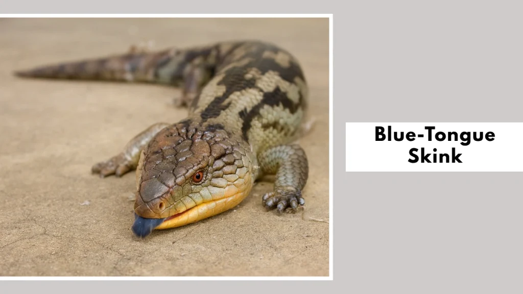 Blue-Tongue Skink
