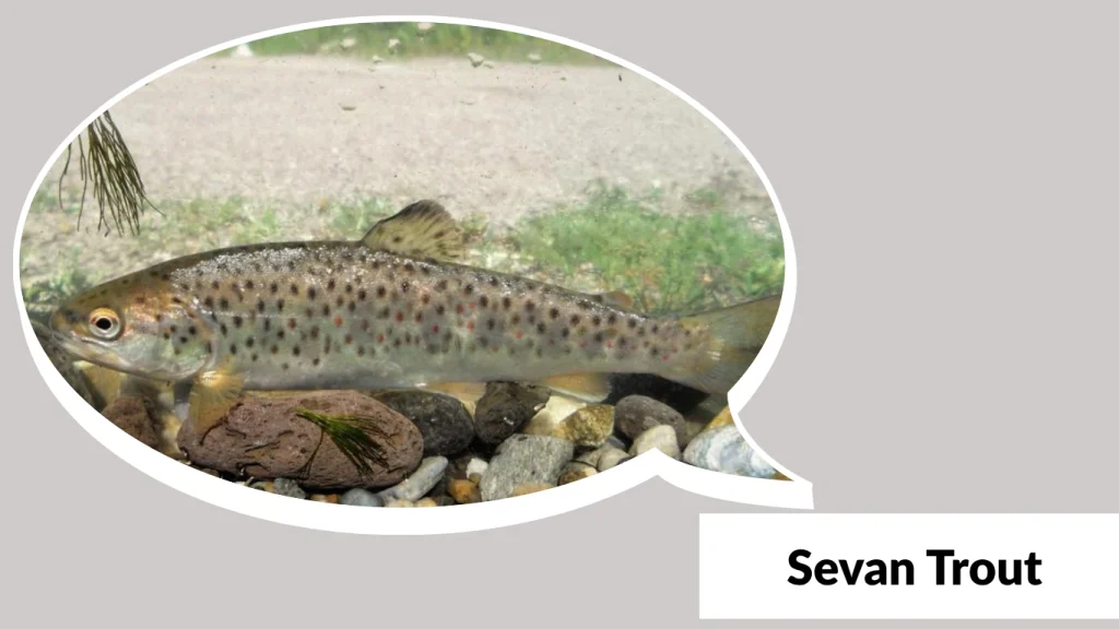 Sevan Trout