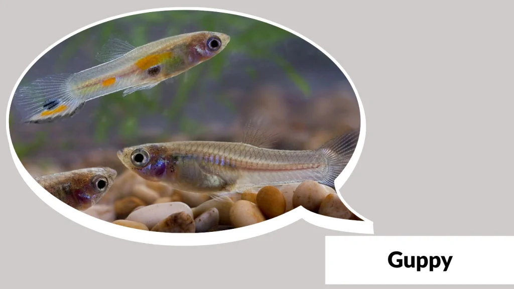 Guppy