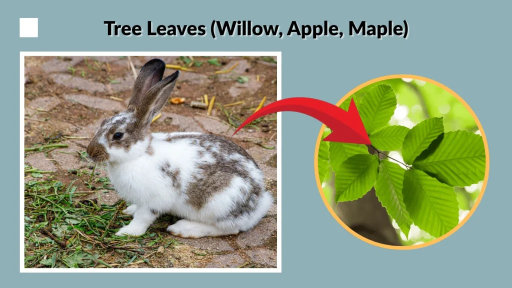 Tree Leaves (Willow, Apple, Maple)