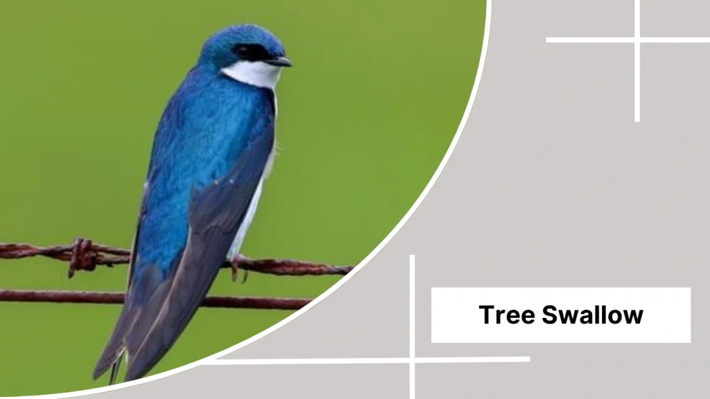 Tree Swallow