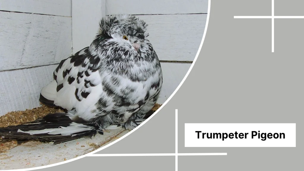 Trumpeter Pigeon