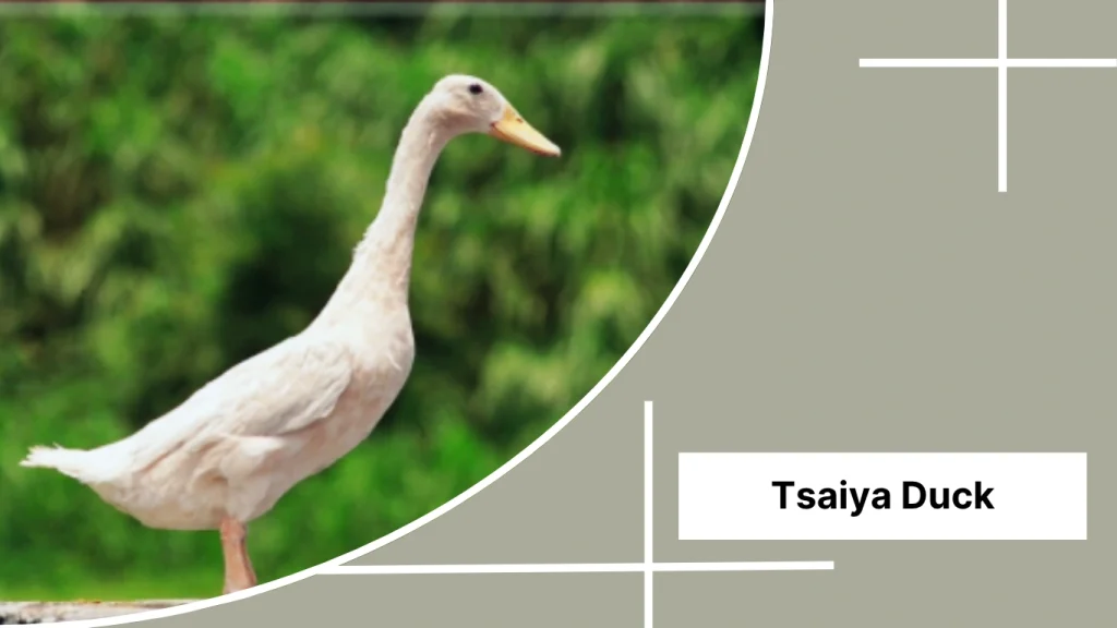 Tsaiya Duck