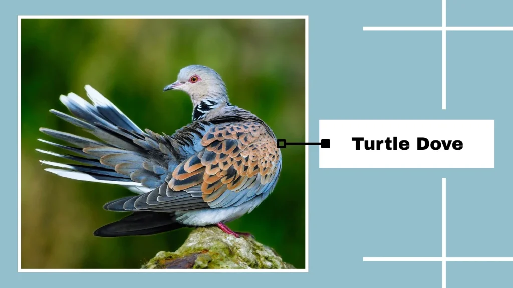 Turtle Dove