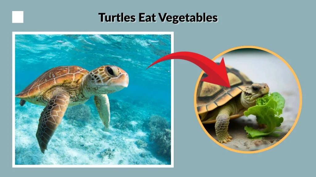 Turtles Eat Vegetables