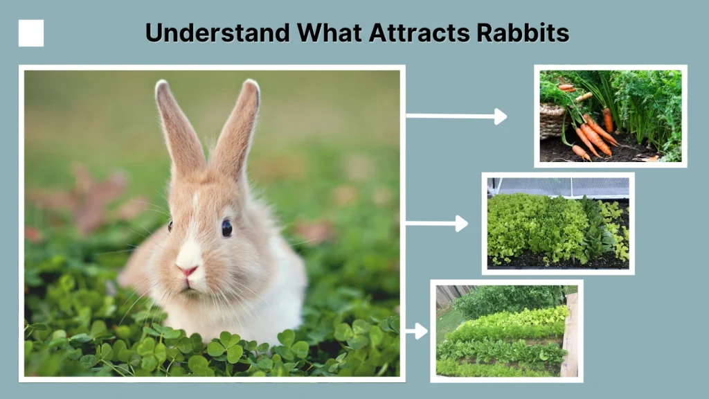  Understand What Attracts Rabbits