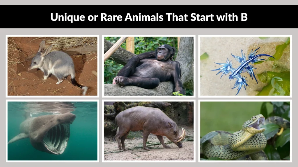 Unique or Rare Animals That Start with B