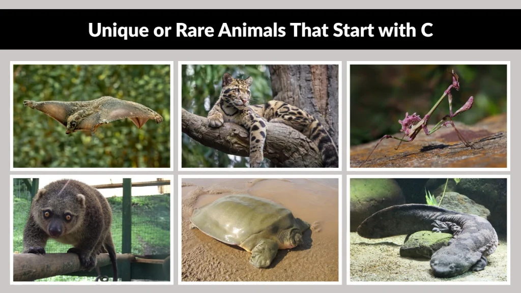 Unique or Rare Animals That Start with C